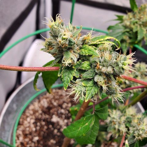 One growlog timeline photo