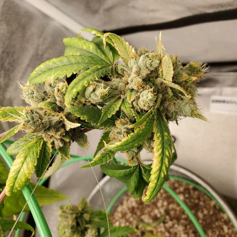 One growlog timeline photo