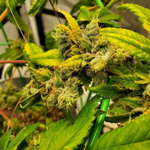 One growlog timeline photo