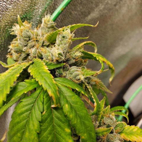 One growlog timeline photo