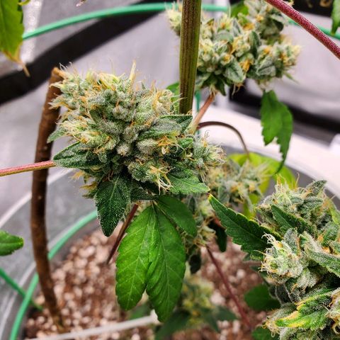 One growlog timeline photo