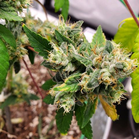One growlog timeline photo
