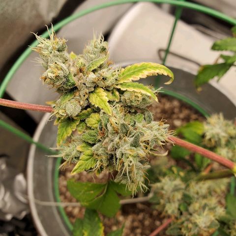 One growlog timeline photo