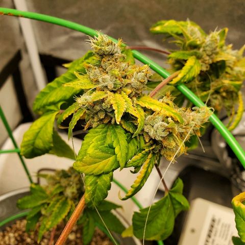 One growlog timeline photo