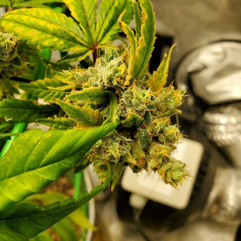 One growlog timeline photo
