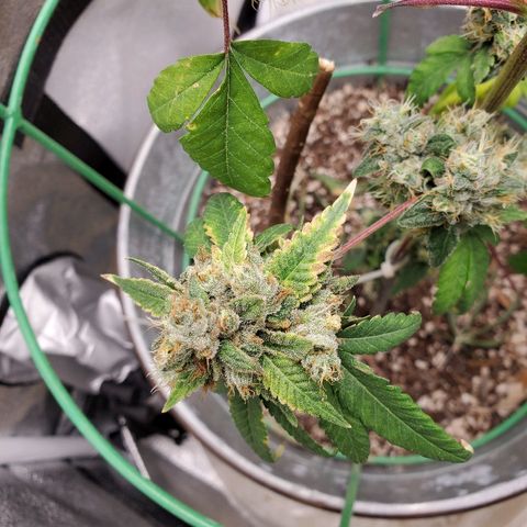 One growlog timeline photo