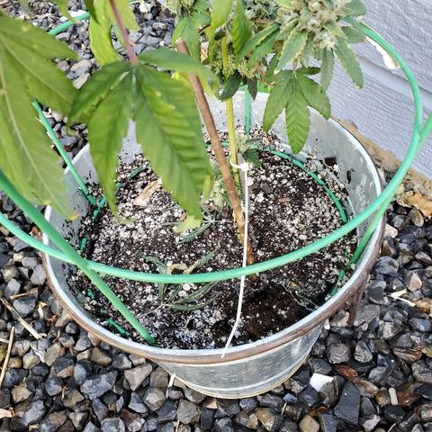 One growlog photo: Flushing 