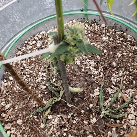 One growlog photo: Flushing 
