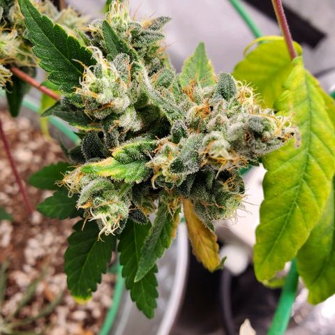 One growlog photo: Flushing 