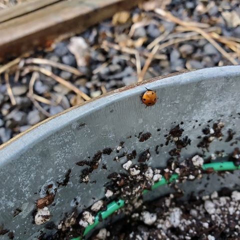 One growlog photo: Flushing 