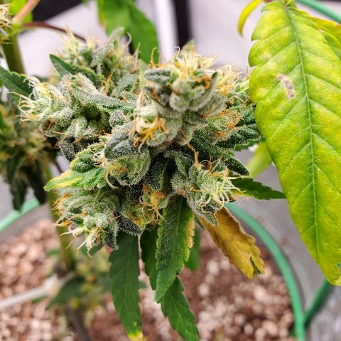 One growlog photo: Flushing 