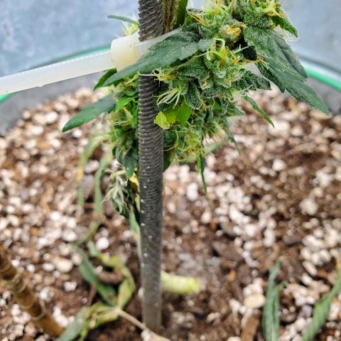 One growlog photo: Flushing 