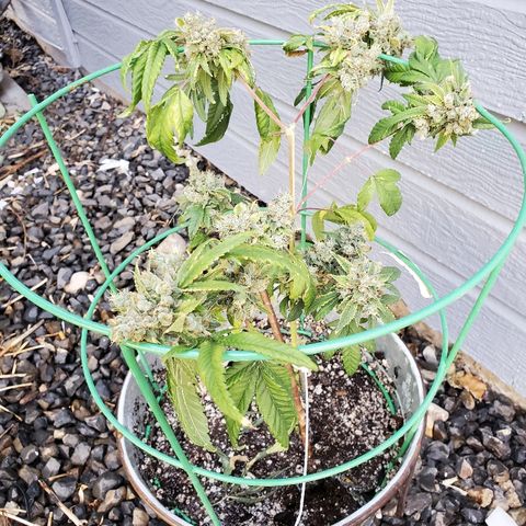 One growlog photo: Flushing 