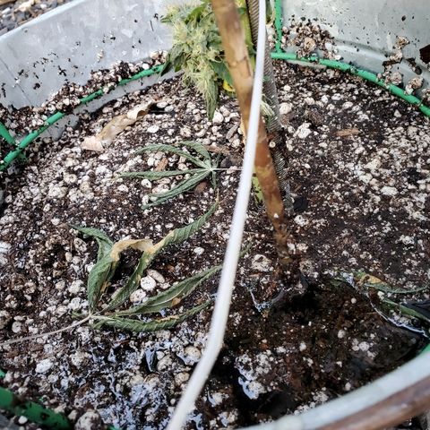 One growlog photo: Flushing 