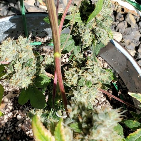 One growlog timeline photo