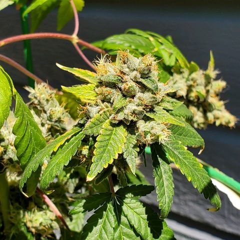 One growlog timeline photo