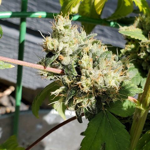One growlog timeline photo