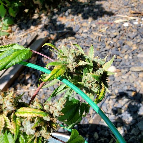 One growlog timeline photo