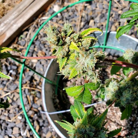 One growlog timeline photo