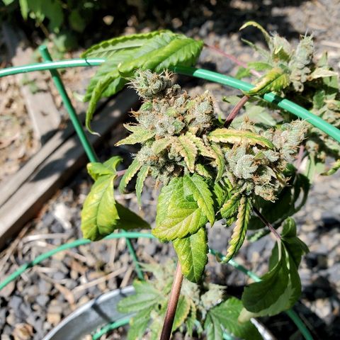 One growlog timeline photo