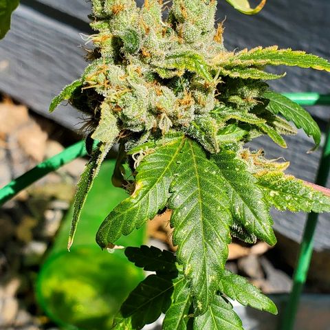 One growlog timeline photo