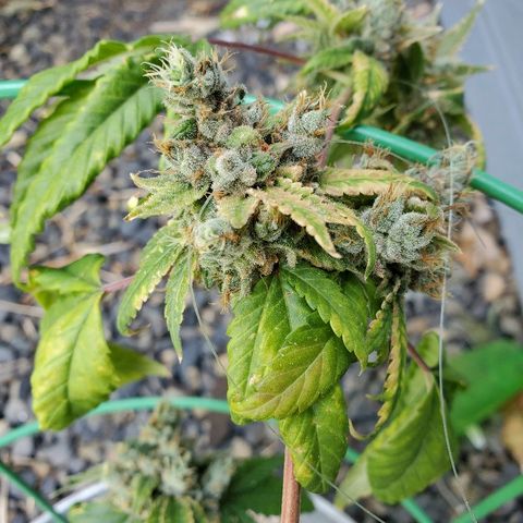 One growlog timeline photo