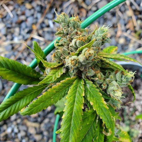 One growlog timeline photo