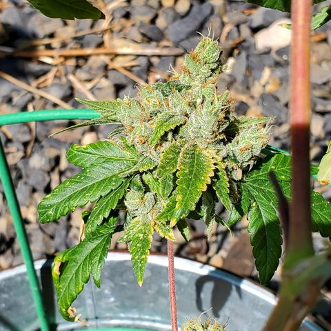 One growlog timeline photo