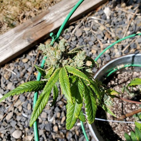 One growlog timeline photo