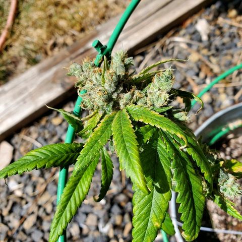 One growlog timeline photo