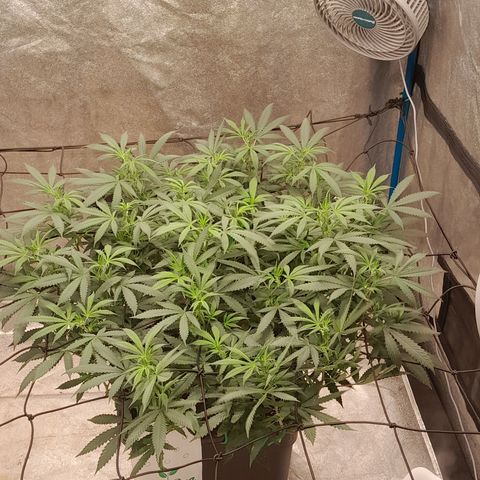 Haze Berry growlog timeline photo