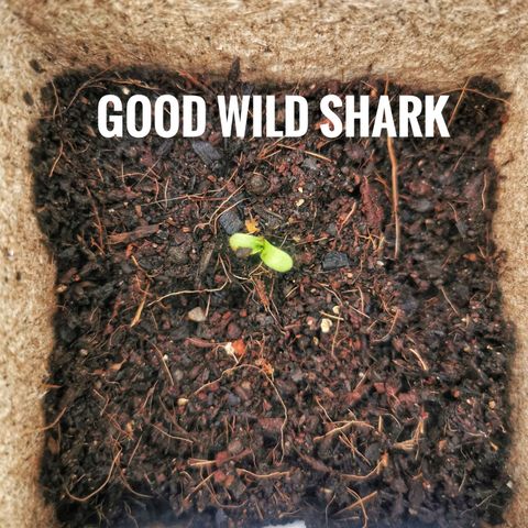 Good Wild Shark CBD growlog photo: Emerged from soil 1 day from transplant 