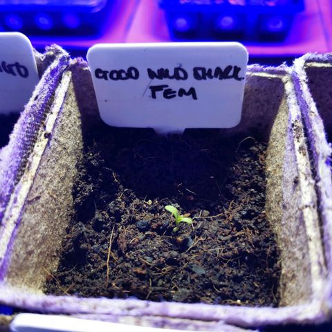 Good Wild Shark CBD growlog timeline photo
