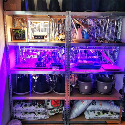 Good Wild Shark CBD growlog photo: All 4 plants above ground 