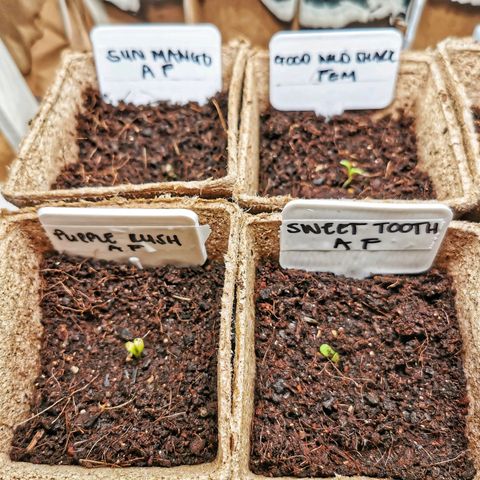 Good Wild Shark CBD growlog photo: All 4 plants above ground 