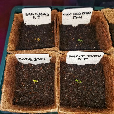 Good Wild Shark CBD growlog photo: Day 2 of life as a seedling 