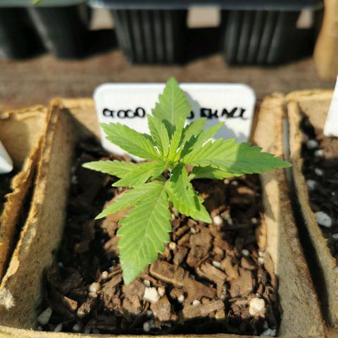 Good Wild Shark CBD growlog timeline photo