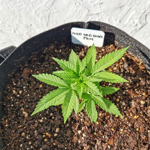 Good Wild Shark CBD growlog timeline photo