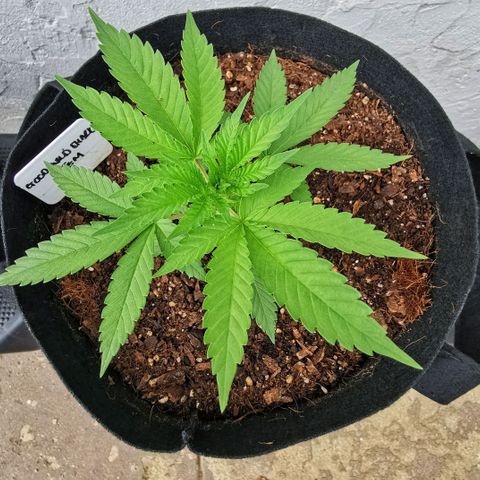 Good Wild Shark CBD growlog timeline photo