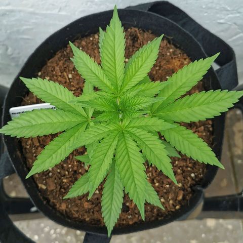 Good Wild Shark CBD growlog timeline photo