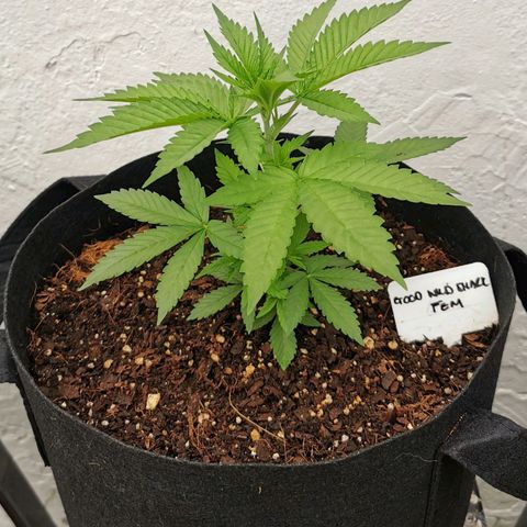 Good Wild Shark CBD growlog timeline photo