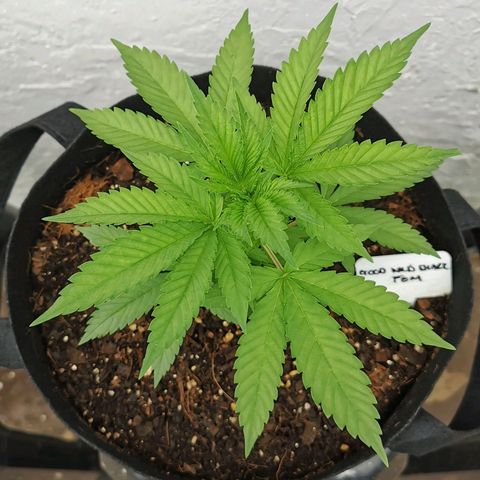 Good Wild Shark CBD growlog timeline photo