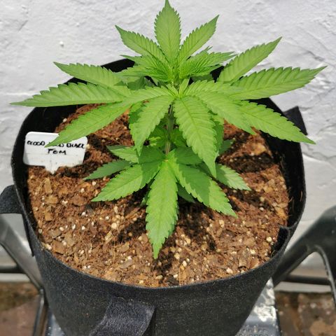 Good Wild Shark CBD growlog timeline photo