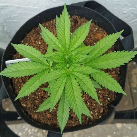 Good Wild Shark CBD growlog timeline photo
