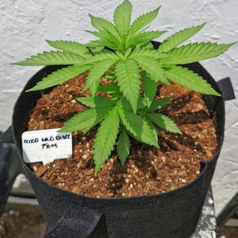 Good Wild Shark CBD growlog timeline photo