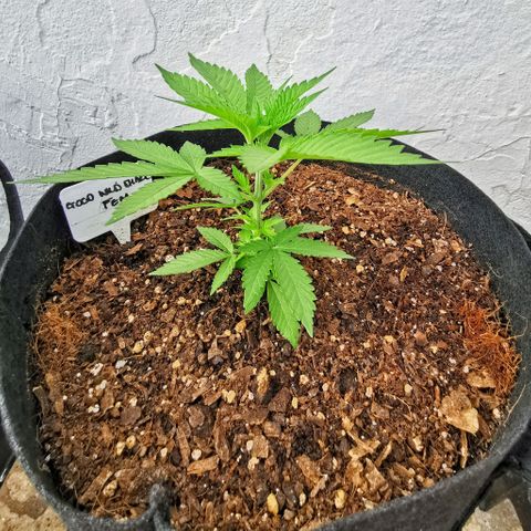 Good Wild Shark CBD growlog timeline photo