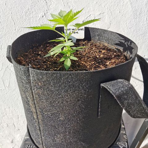 Good Wild Shark CBD growlog timeline photo