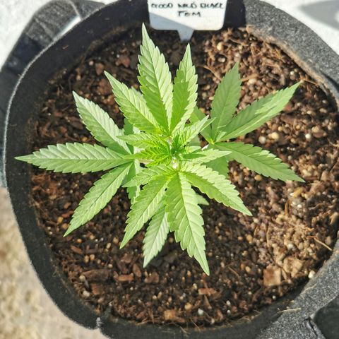 Good Wild Shark CBD growlog timeline photo