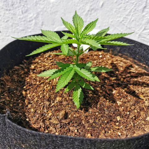 Good Wild Shark CBD growlog timeline photo