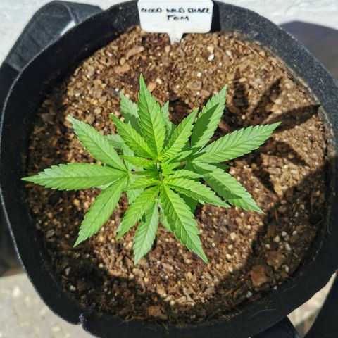 Good Wild Shark CBD growlog timeline photo